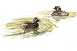 Déjà presque adolescents, ces deux poussins de grèbes castagneux épuisent leurs parents qui n’arrêtent pas de plonger pour leur rapporter des larves et autres insectes aquatiques.
Champ-Pittet (VD), 4 août 2011, aquarelle de terrain. / © Jérôime Gremaud