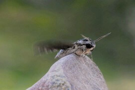 Des passages spectaculaires de sphinx du liseron ont été signalés au col du Grand-Saint-Bernard (Valais). Le jour, ce papillon se dissimule contre des rochers, des arbres ou des murs. Ici, il fait vibrer ses ailes avant le décollage. / © Paul André Pichard