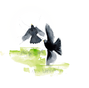 « Deux mâles: le "propriétaire" chasse le voisin sans discussion. » / © Jean Chevallier