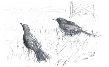 « Deux mâles se jaugent sur la pelouse. Attitude deminante de celui de gauche. » / © Jean Chevallier