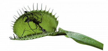 Dionaea muscipula