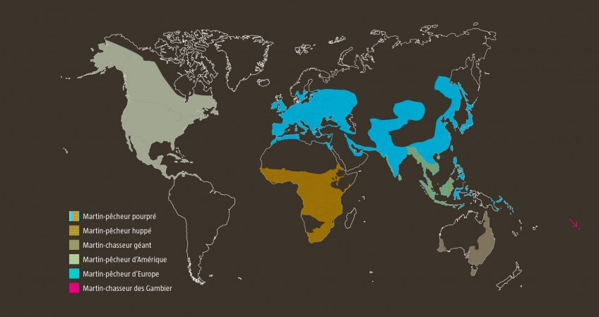 Martin-pêcheur, une histoire de famille tropicale