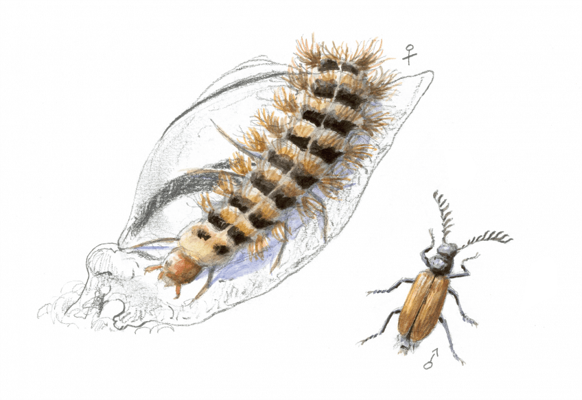 Drile jaunâtre Voici la horde des prédateurs d'escargots