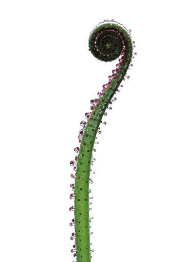 La mort par la plante carnivore