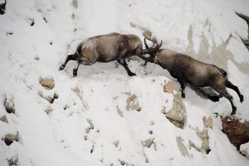 Duel de bouquetins à flanc de rochers  Vrai-faux sur le bouquetin des Alpes