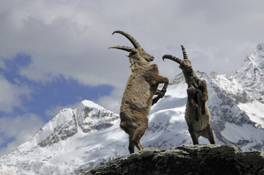 Duel de bouquetins