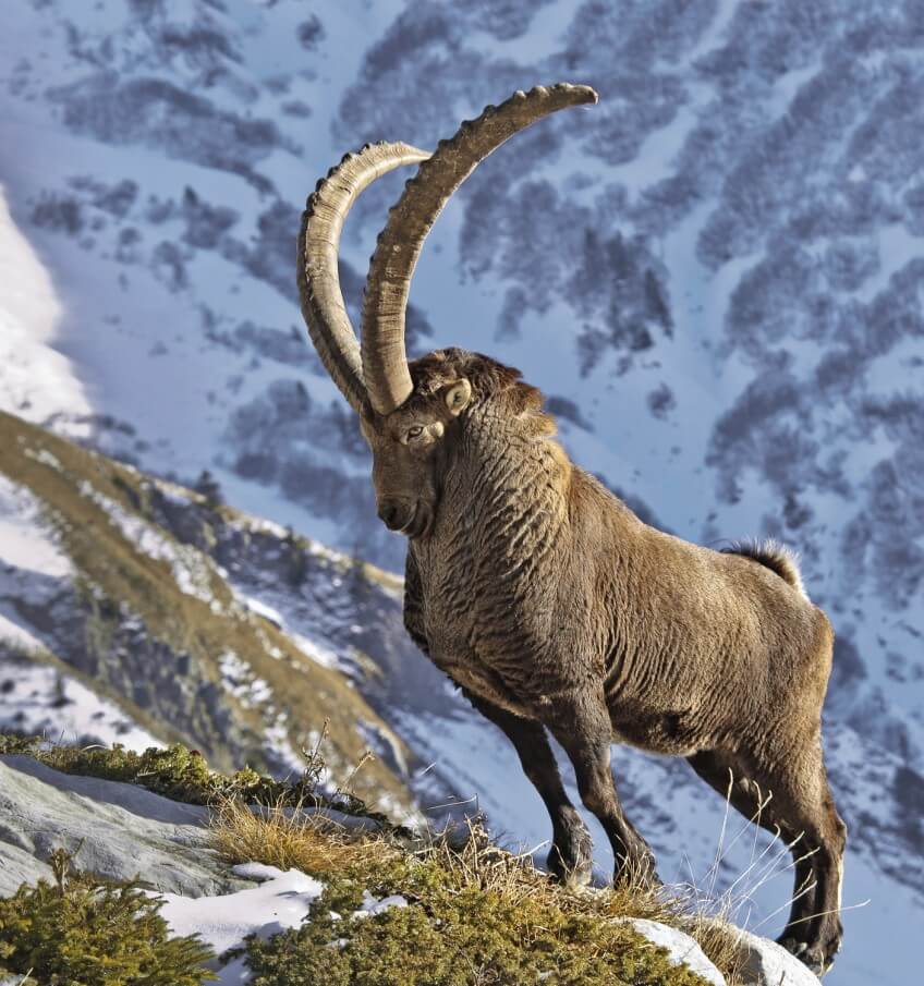 Un bouquetin mâle qui semble sûr de ses atouts: longues cornes, expérience, force... Le duel des bouquetins