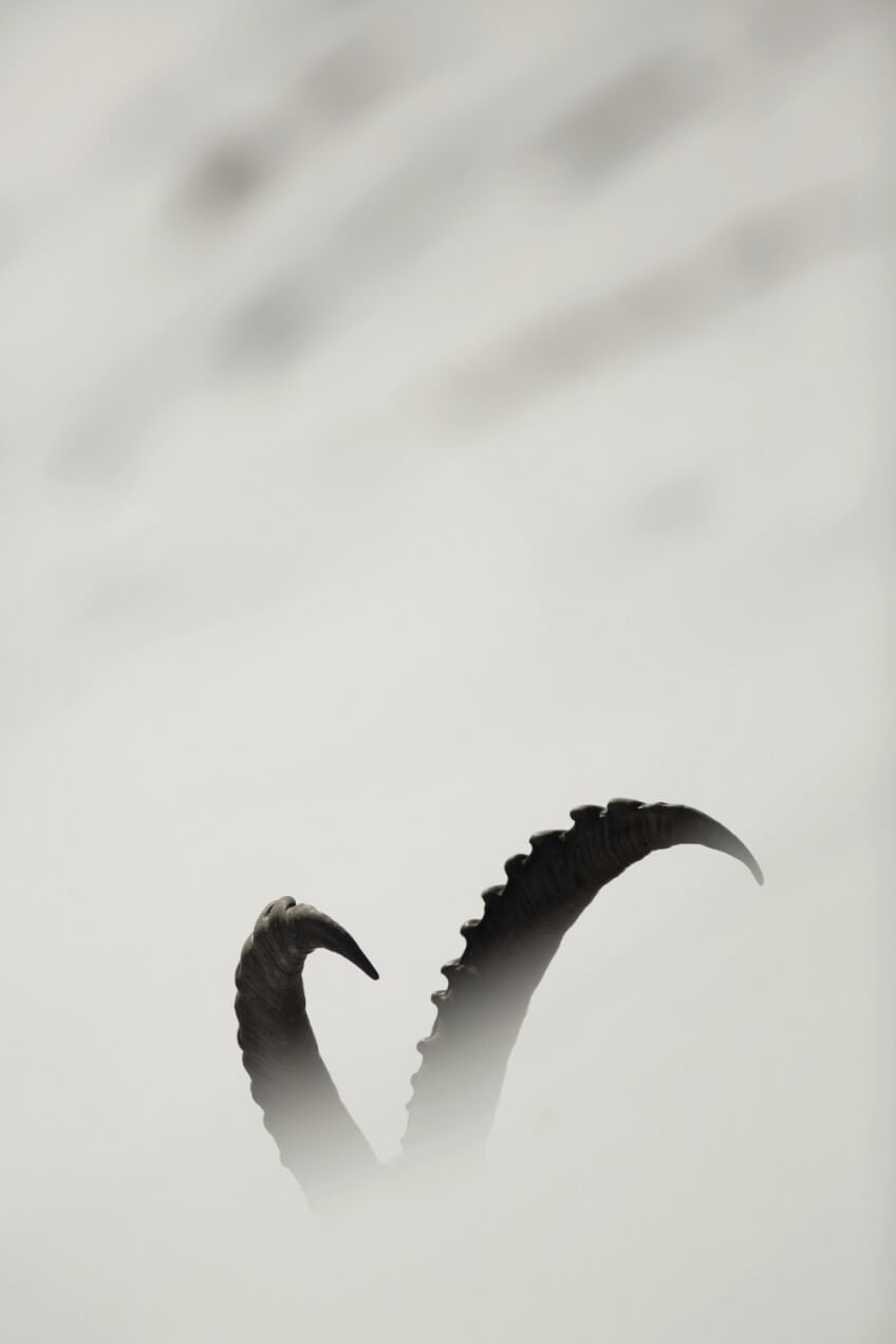 Vrai-faux sur le bouquetin des Alpes