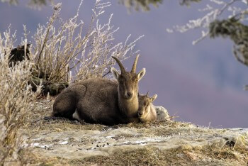 Jeune bouquetin blotti contre le flanc de sa maman Le duel des bouquetins
