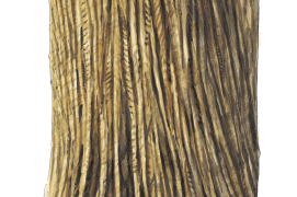 Ecorce de châtaignier / © Jérôme Gremaud