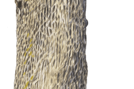 Ecorce de frêne / © Jérôme Gremaud