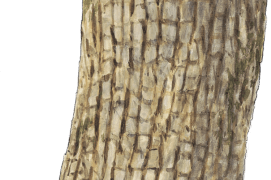 Ecorce d'érable champêtre / © Jérôme Gremaud