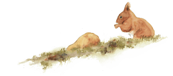 « Ecureuil (un jeune?) se nourrit au sol. » / © Yves Fagniart