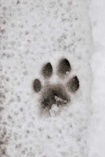 Empreinte de lynx / © Didier Pépin