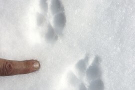 La neige est plus fraîche et l’empreinte bien visible. Il y a de belles griffes, donc ce n'est pas un chat. Le félin les rétracte en marchant et on ne les verrait pas dans la neige. En plus, la trace du chat est ronde. Alors renard… ou chien ? Probablement renard parce que trace allongée et fine.