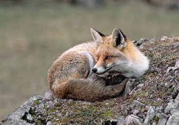En général, le renard ne creuse pas son terrier lui-même. Il emprunte ceux des blaireaux ou des marmottes au-dessus de la limite des forêts. Si la météo est clémente, il préfère se reposer à l’air libre pendant la journée, été comme hiver.  
