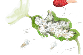 En ouvrant une galle, on peut apercevoir des pucerons de différentes tailles, dont des immatures aptères (sans ailes), entourés de cire protectrice et de gouttes de miellat. » / © Benoît Perrotin 