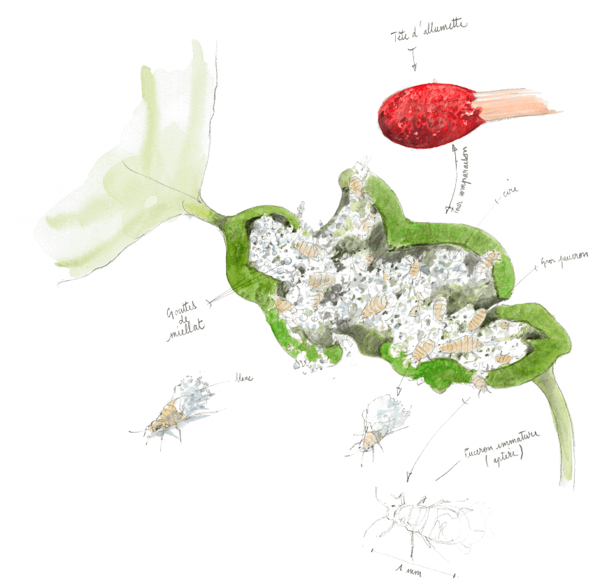 En ouvrant une galle, on peut apercevoir des pucerons de différentes tailles, dont des immatures aptères (sans ailes), entourés de cire protectrice et de gouttes de miellat. » Peuplier : 3 conseils pour observer les animaux qui y vivent