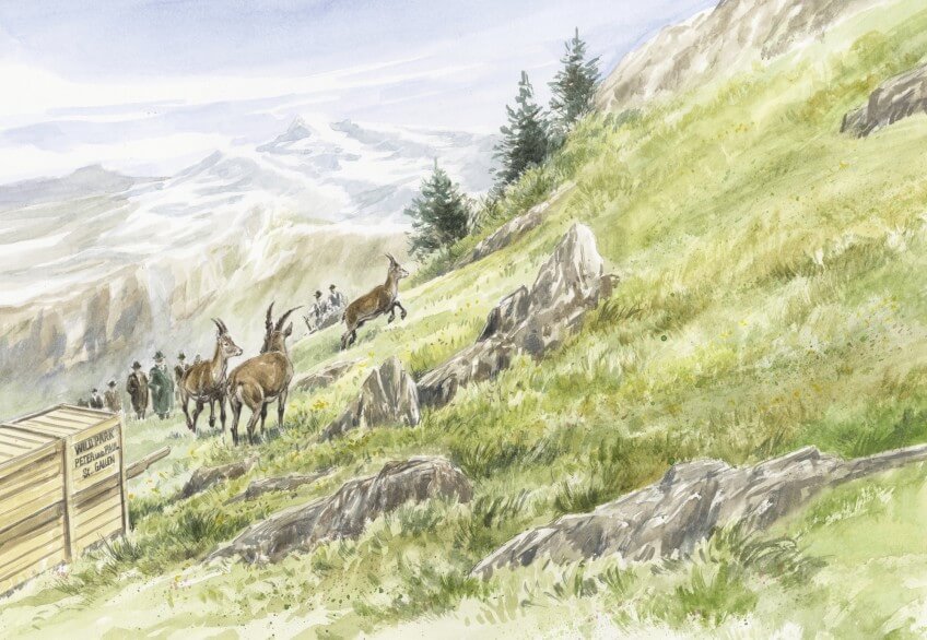 Enfin la liberté! Le premier lâcher de bouquetins de tout l'arc alpin a eu lieu dans les Alpes Saint-Galloises. Le retour du bouquetin