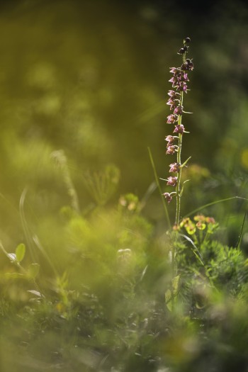 Epipactis pourpre noirâtre / © David Greyo