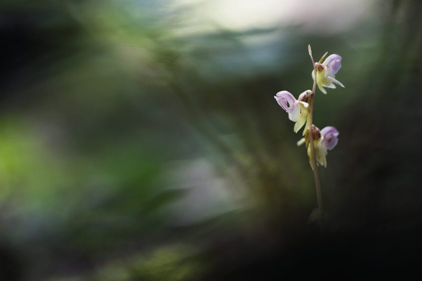 Epipogon sans feuilles émergeant dans le sous-bois ombragé d'une hêtraie.  L'épipogon, orchidée de l'ombre