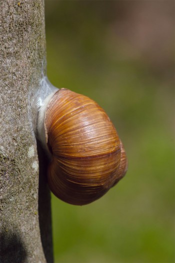 Le soleil est l'ennemi principal de l'escargot