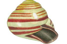 Escargot des haies Escargot des haies / © Gaëtan du Chatenet