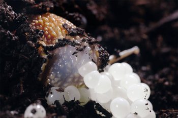 Escargot petit-gris en train de pondre ses œufs blancs comme une ribambelle de petites perles Escargot petit-gris en train de pondre ses œufs blancs comme une ribambelle de petites perles