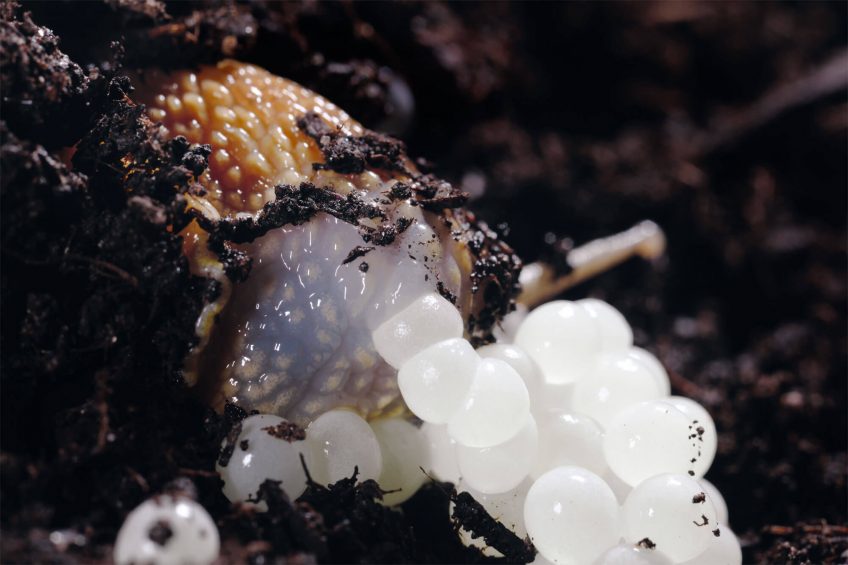 Les folles journées de l'escargot