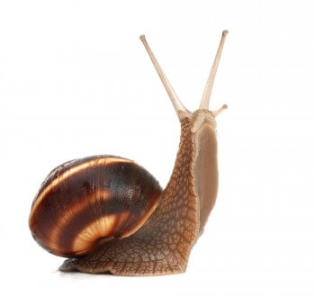 Escargot qui se dresse à la recherche de quelque chose à se mettre sur la langue L'escargot marche sur un pied