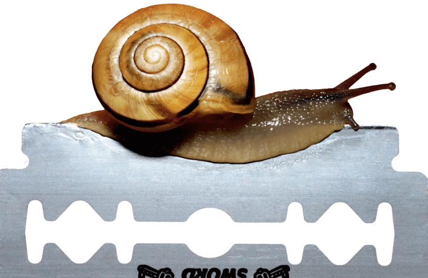 Escargot sur une lame de rasoir L'escargot marche sur un pied