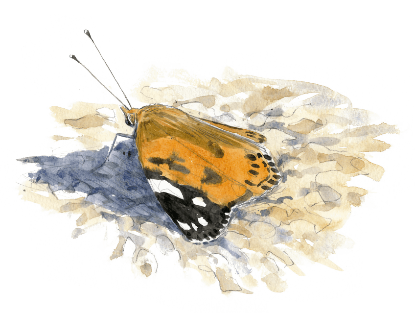La grande migration des papillons belles-dames