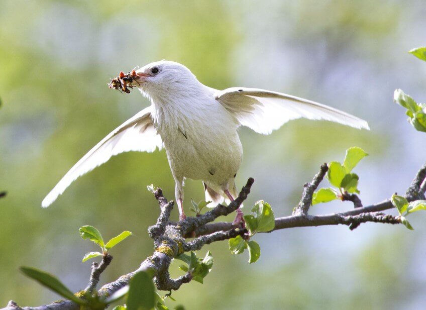 Etourneau sansonnet albinos