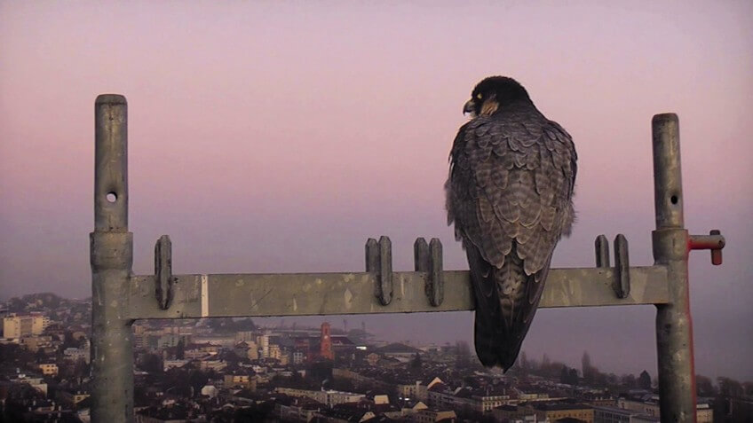 Extrait du film Sentinelle de Vincent Chabloz. Sentinelle, le film de Vincent Chabloz