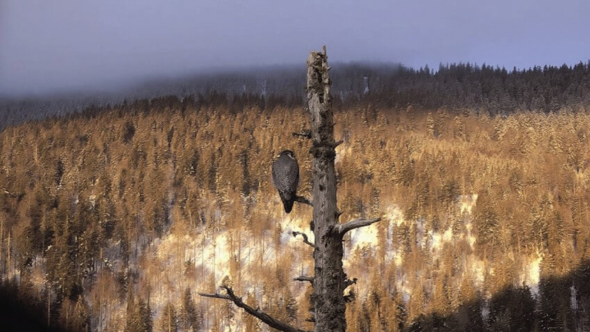 Sentinelle, le film de Vincent Chabloz
