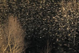 Extraits du film Sentinelle de Vincent Chabloz. / © Vincent Chabloz