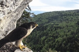Extraits du film Sentinelle de Vincent Chabloz. / © Vincent Chabloz