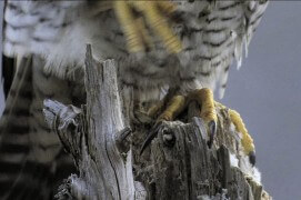 Extraits du film Sentinelle de Vincent Chabloz. / © Vincent Chabloz
