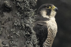 Extraits du film Sentinelle de Vincent Chabloz. / © Vincent Chabloz
