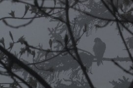 Extraits du film Sentinelle de Vincent Chabloz. / © Vincent Chabloz