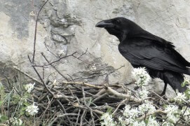Extraits du film Sentinelle de Vincent Chabloz. / © Vincent Chabloz