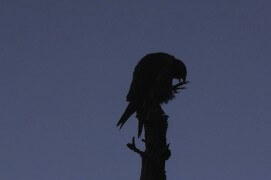 Extraits du film Sentinelle de Vincent Chabloz. / © Vincent Chabloz