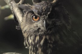 Extraits du film Sentinelle de Vincent Chabloz. / © Vincent Chabloz