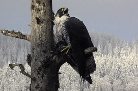Extraits du film Sentinelle de Vincent Chabloz. / © Vincent Chabloz