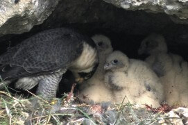 Extraits du film Sentinelle de Vincent Chabloz. / © Vincent Chabloz
