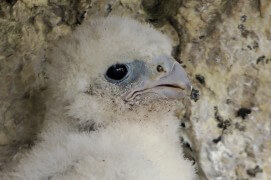Extraits du film Sentinelle de Vincent Chabloz. / © Vincent Chabloz