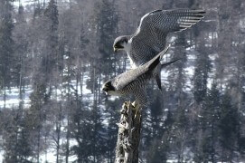 Extraits du film Sentinelle de Vincent Chabloz. / © Vincent Chabloz
