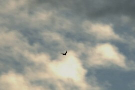 Extraits du film Sentinelle de Vincent Chabloz. / © Vincent Chabloz