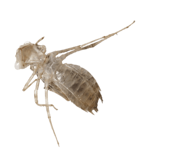 « Exuvie de libellule »