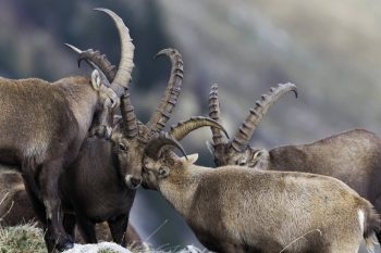 Le bouquetin, menacé par la faible diversité de ses gênes? Le bouquetin, menacé par la faible diversité de ses gênes?